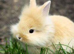 Image result for World's Cutest Bunny