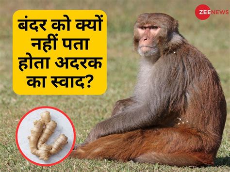 Why monkey don't know the taste of ginger it is superfood for human ...