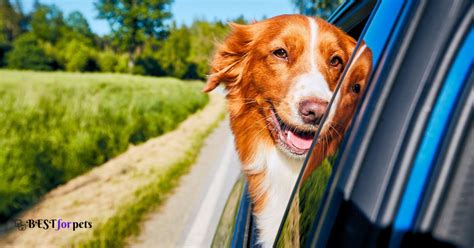 The 10 Dog Breeds That Love Car Rides - Best For Pets