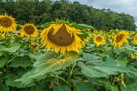 Transplant Shock And Underwatering: 6 Common Reasons For Drooping ...