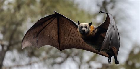 What Do Megabats Eat
