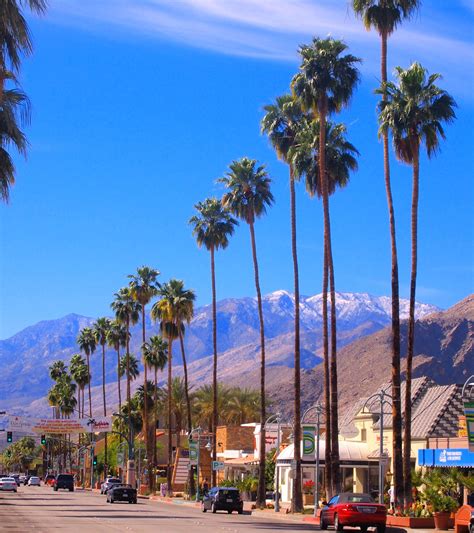 Best Palm Trees For Palm Springs at Carlos Brookover blog