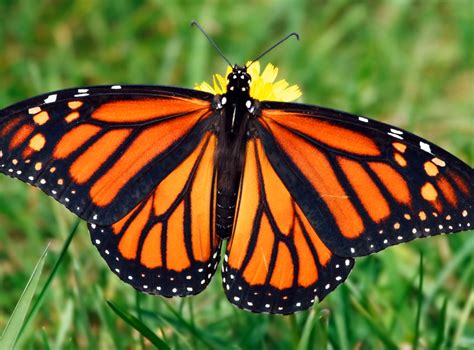 Monarch Butterflies: Exploring Their Habitat, Diet, and Life Cycle - Typesofbutterflies