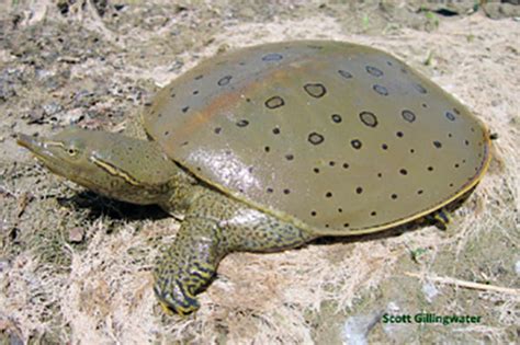 Image result for Spiny Soft Shell Turtle