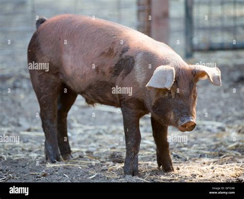 Red Wattle hog (Sus scrofa domesticus) standing in pig sty Stock Photo ...