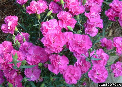 Are Dianthus Flowers Carnations at Pauline Smith blog