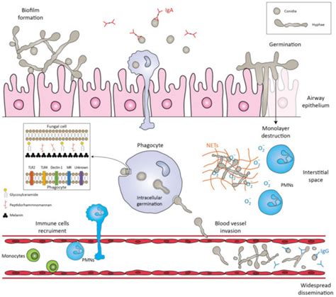 Lomentospora prolificans: An Emerging Opportunistic Fungal Pathogen