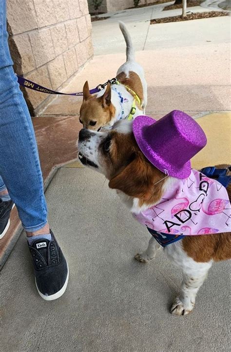 Petsmart Adoption Day 11:30AM-2PM, PetSmart (Winter Garden, FL), 23 ...