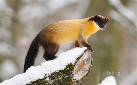 Yellow-throated marten Wallpaper