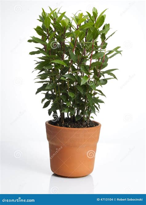 Laurel plant in pot stock photo. Image of laurel, laurels - 4713104
