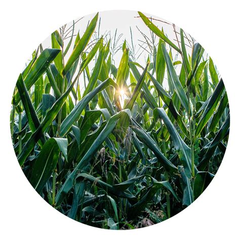 Seeds To Start In August — Green Acres Nursery & Supply