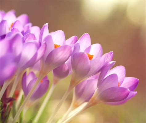 Image result for Good Spring Background
