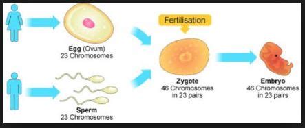 Image result for Science Human Reproduction