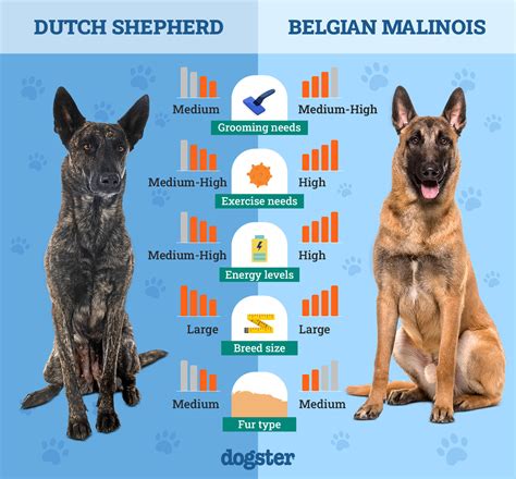 Belgian Malinois Vs German Shepherd