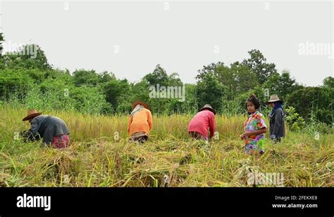 Harvesting implements Stock Videos & Footage - HD and 4K Video Clips ...
