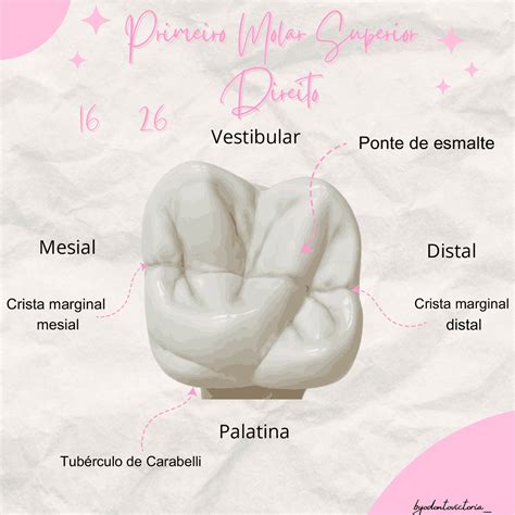 Pin de patypalacios en odonto en 2025 | Escuela de higiene dental, Anatomía dental, Odontología