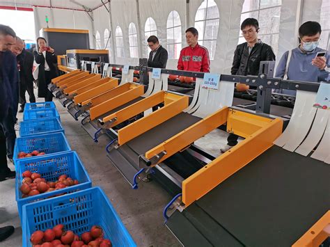 苍南加速推进番茄产业现代化 不仅会种地更要“慧”管理-新闻中心-温州网