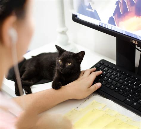 Update Your Information | Wadsworth Animal Hospital