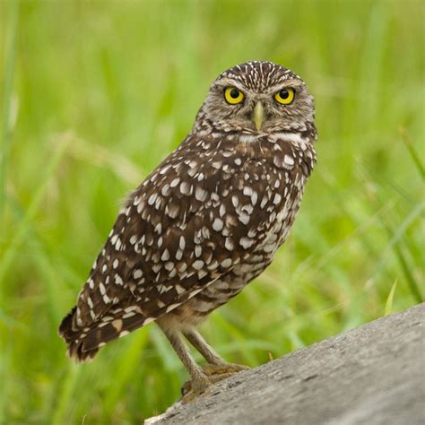 Unraveling the Native American Lore: The Burrowing Owl’s Mystical Charm