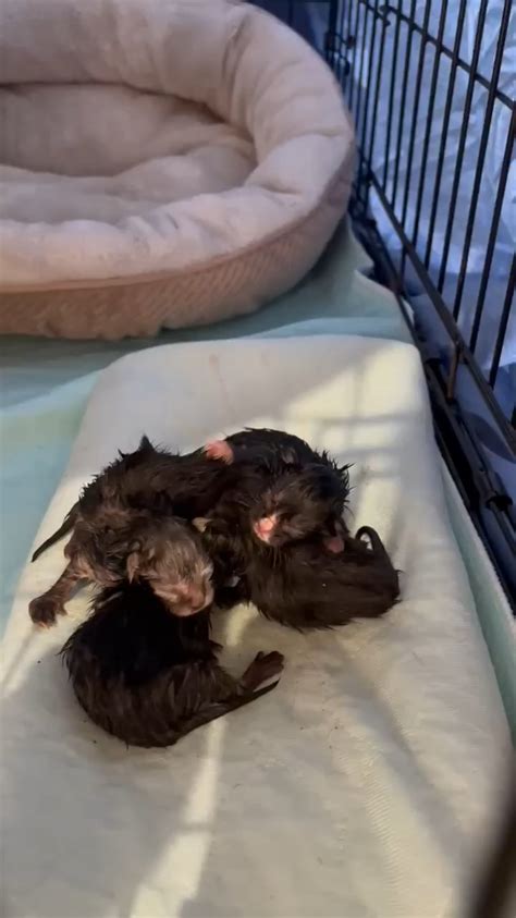 Image result for Birth Control Fails