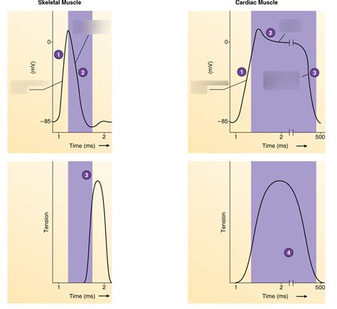 Image result for Skeletal Muscle Action Potential Graph