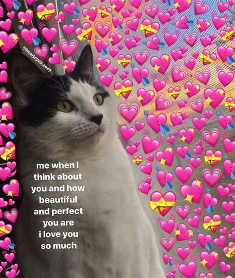 What Is Love Cat Meme at Wayne Loeffler blog