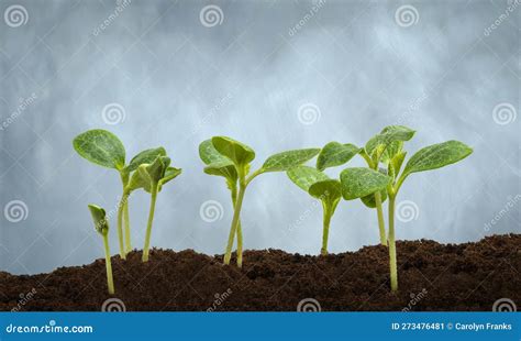 Several Young Squash Plants Sprouting with Copy Space Stock Image ...