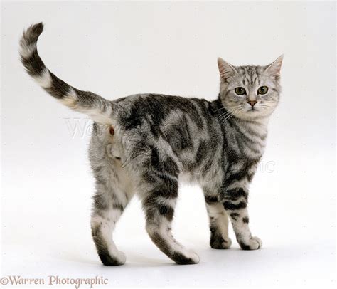 Silver tabby male cat photo WP15584