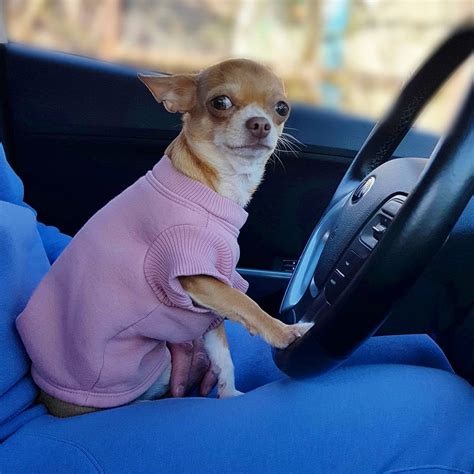 14 Hilarious Chihuahua Pictures | The Dogman