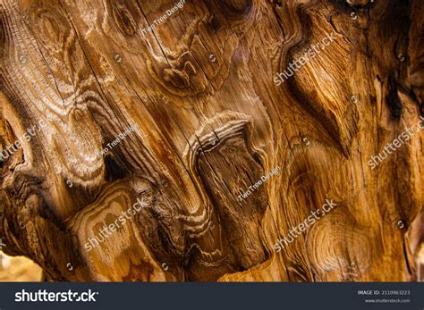 Image result for Tree Texture Drawing Contrast