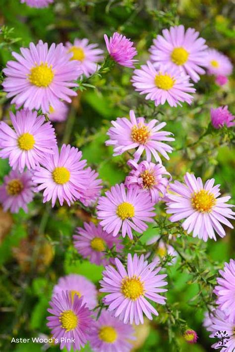 Aster - Saskatoon Landscape Store