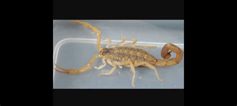 Live Texas Bark Scorpions if anyone is interested : r/Scorpions