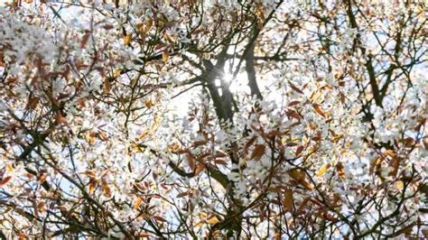 Image result for Serviceberries Tree