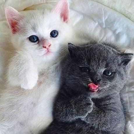 Don Quixote by Miguel de Cervantes: An Epic Tale of Loyalty, Delusion ...