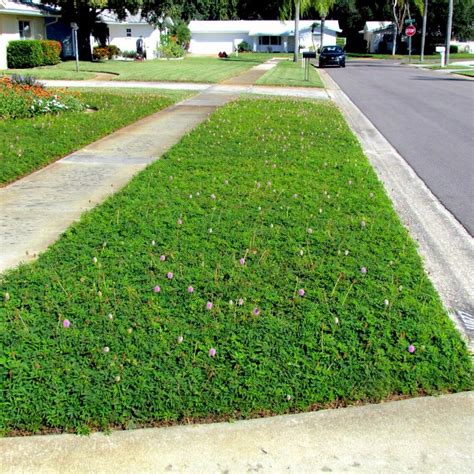 Sunshine Mimosa – Jungle Plants