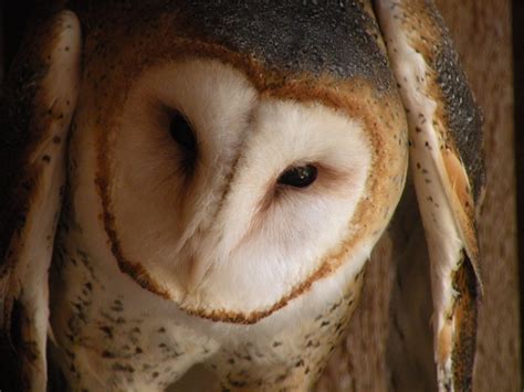Up Owl Night: An Inside Look into Maryland’s Nocturnal Hunters ...