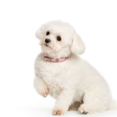 Can Bichon Frise Be Left Alone? Tips for Owners!