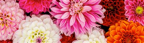 Swenson and Silacci Flowers | Flower Delivery Salinas, CA Florist