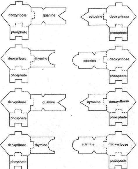 DNA Paper Model Worksheet 的图像结果