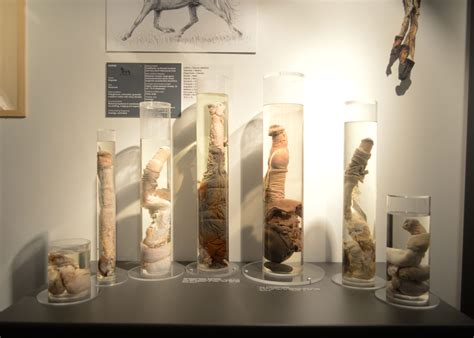 The Phallological Museum in Reykjavik | Nordical Iceland