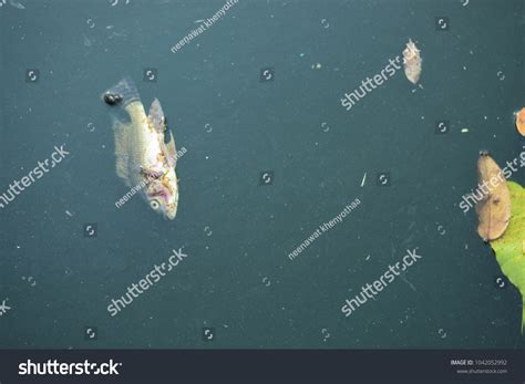 85 imágenes de Low residue foods - Imágenes, fotos y vectores de stock | Shutterstock