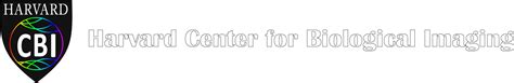 Image result for Brain Break PNG