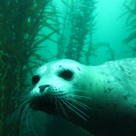 SCUBA SAN DIEGO INC (2024) All You Need to Know BEFORE You Go (with ...