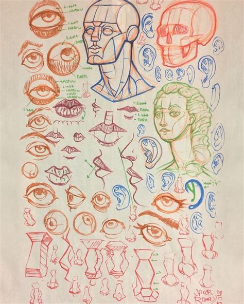 Image result for Face Structure Drawing