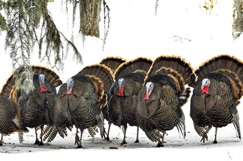 Why Is a Group of Turkeys Called a “Rafter”?