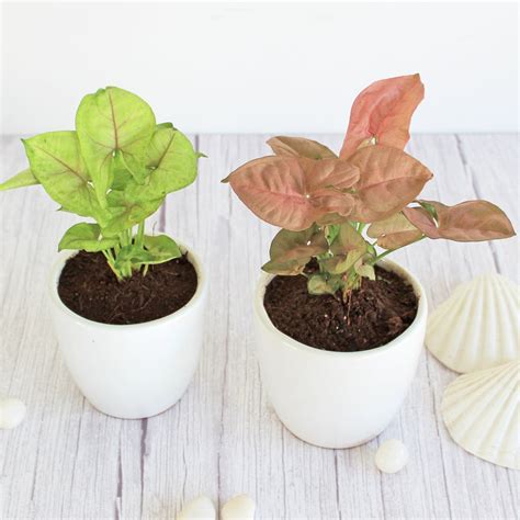 Air Purifying Lucky Syngonium Plant- Buy Live Home Plant Online India ...