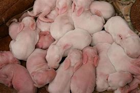 Image result for Just Born Baby Rabbits