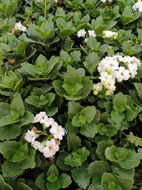 Kalanchoe White Plant sapling + white pot – matho