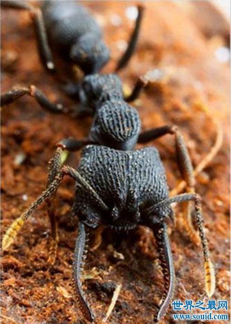 世界上最大巨型的蚂蚁大王-“公牛蚁”_巴拉排行榜