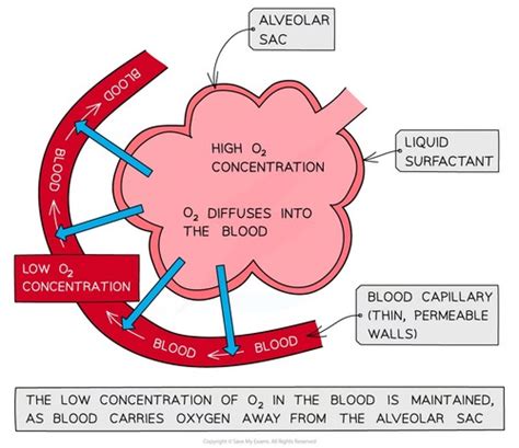 Gas exchange is the only function of blood.Group of answer choicesTrueFalse